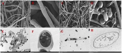 Biocontrol ability of Bacillus velezensis T9 against Apiospora arundinis causing Apiospora mold on sugarcane